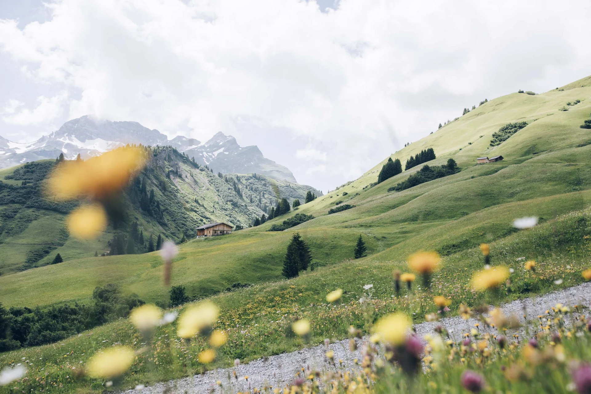Hohe Welt – 4 Luxury Apartments in Oberlech Grüne Bergwiesen mit bunten Blumen und Holzhütte im Hintergrund